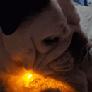 Dream Otter ™- AmiPeluche Sueño Relajante